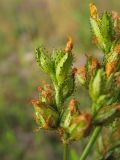 Hypericum montanum