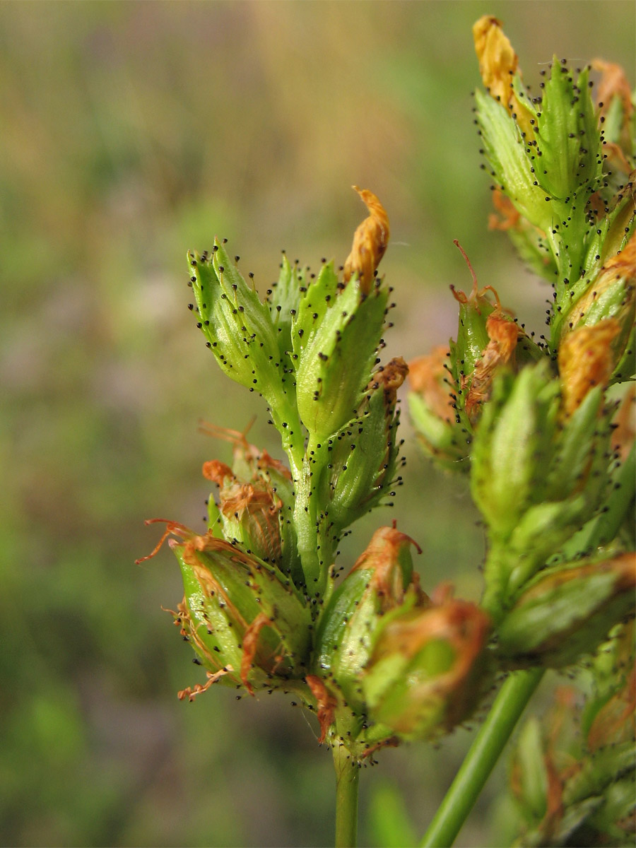 Изображение особи Hypericum montanum.