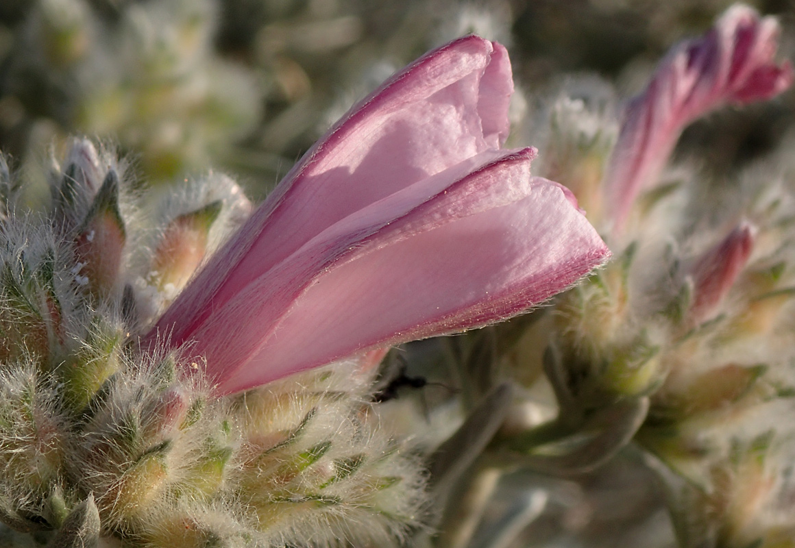 Изображение особи Convolvulus oleifolius.