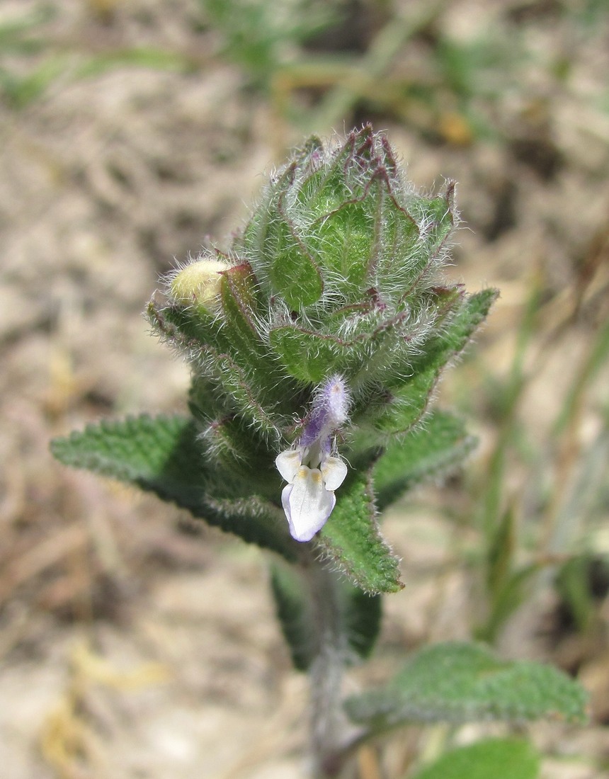 Изображение особи Salvia viridis.