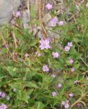 genus Epilobium