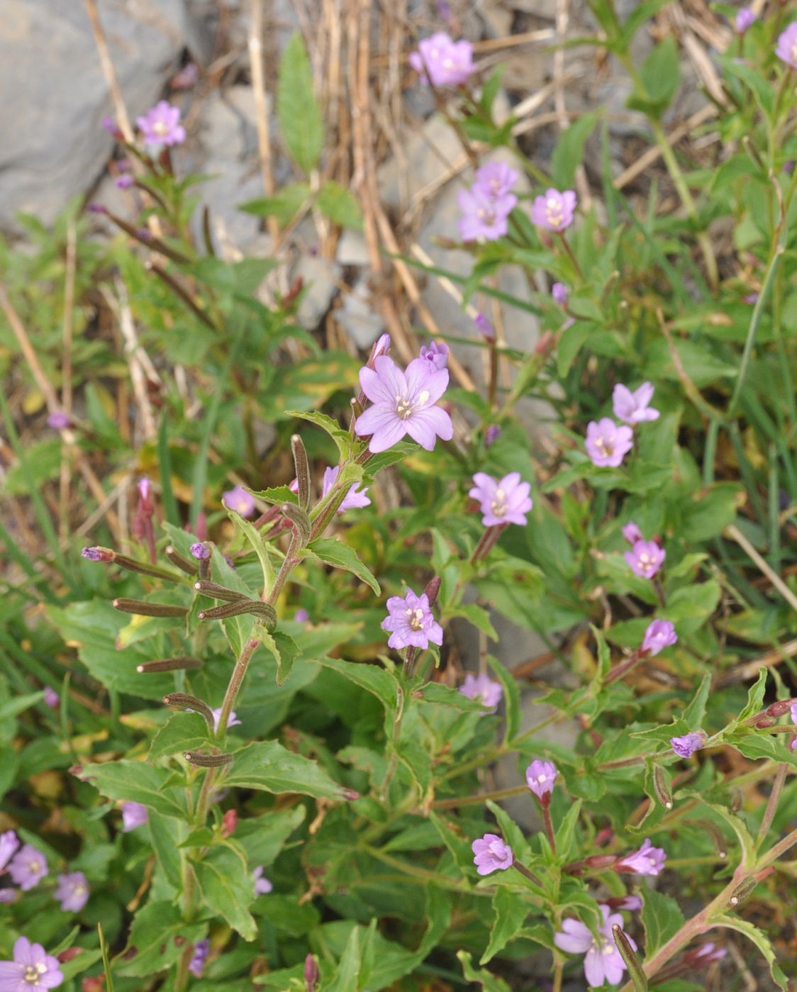 Изображение особи род Epilobium.