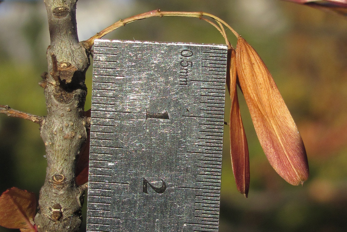 Image of Fraxinus oxycarpa specimen.
