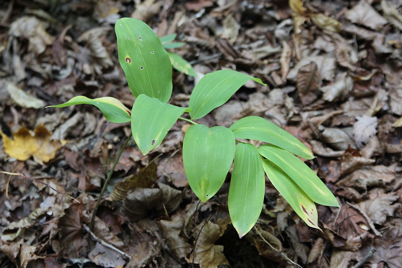 Image of genus Polygonatum specimen.