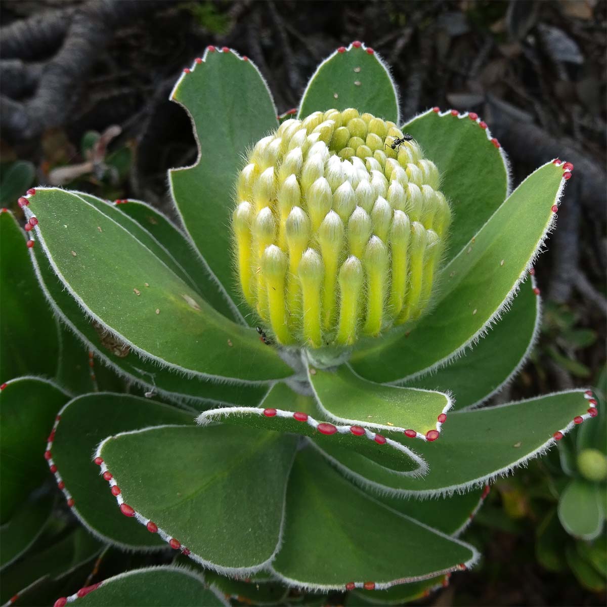 Image of Leucospermum conocarpodendron specimen.