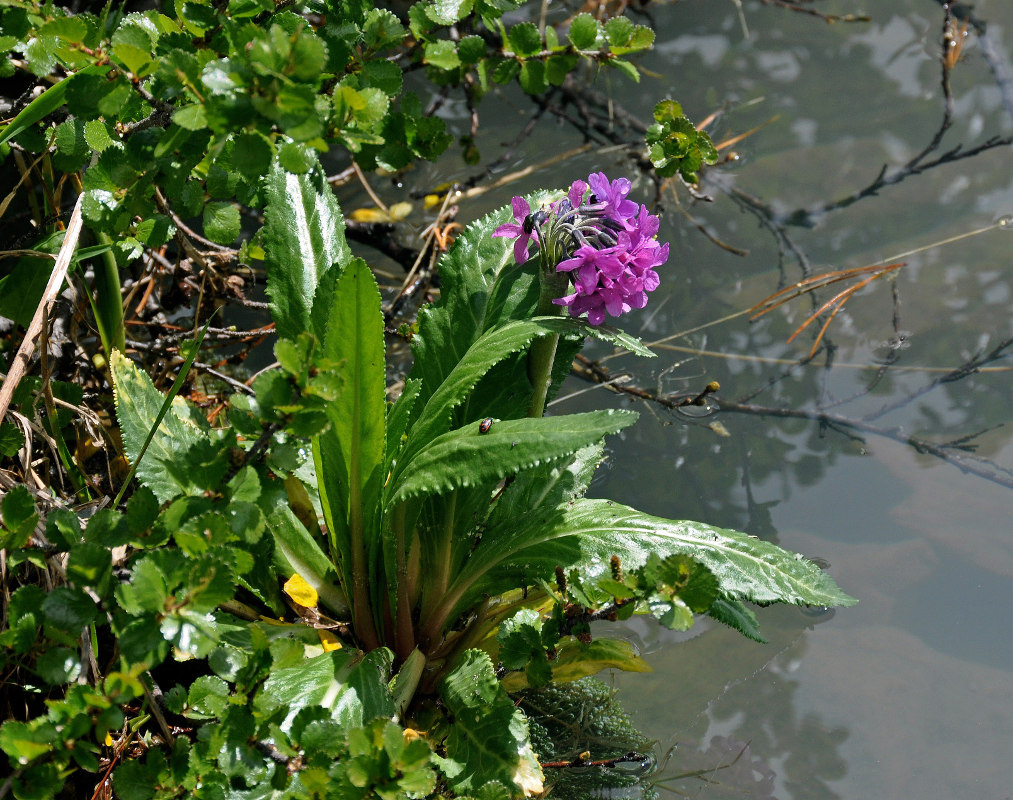 Image of Primula nivalis specimen.