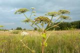 Heracleum sosnowskyi. Верхушка отцветающего и плодоносящего растения. Ленинградская обл., Ломоносовский р-н, окр. дер. Глядино, разнотравно-злаковый суходольный луг, у обочины полевой дороги. 22.07.2018.