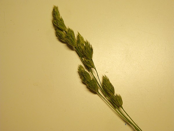 Image of Dactylis glomerata specimen.