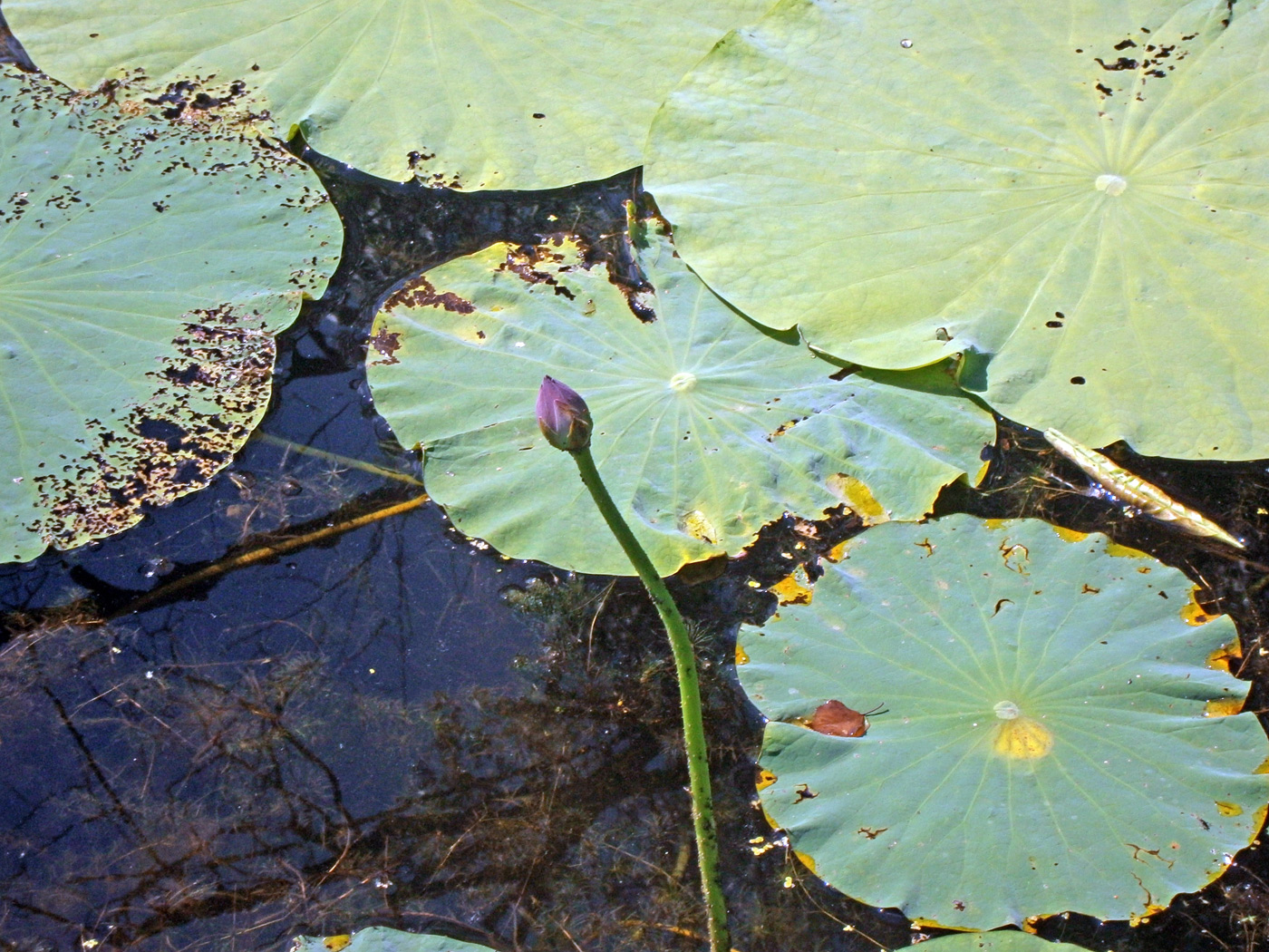 Image of Nelumbo komarovii specimen.