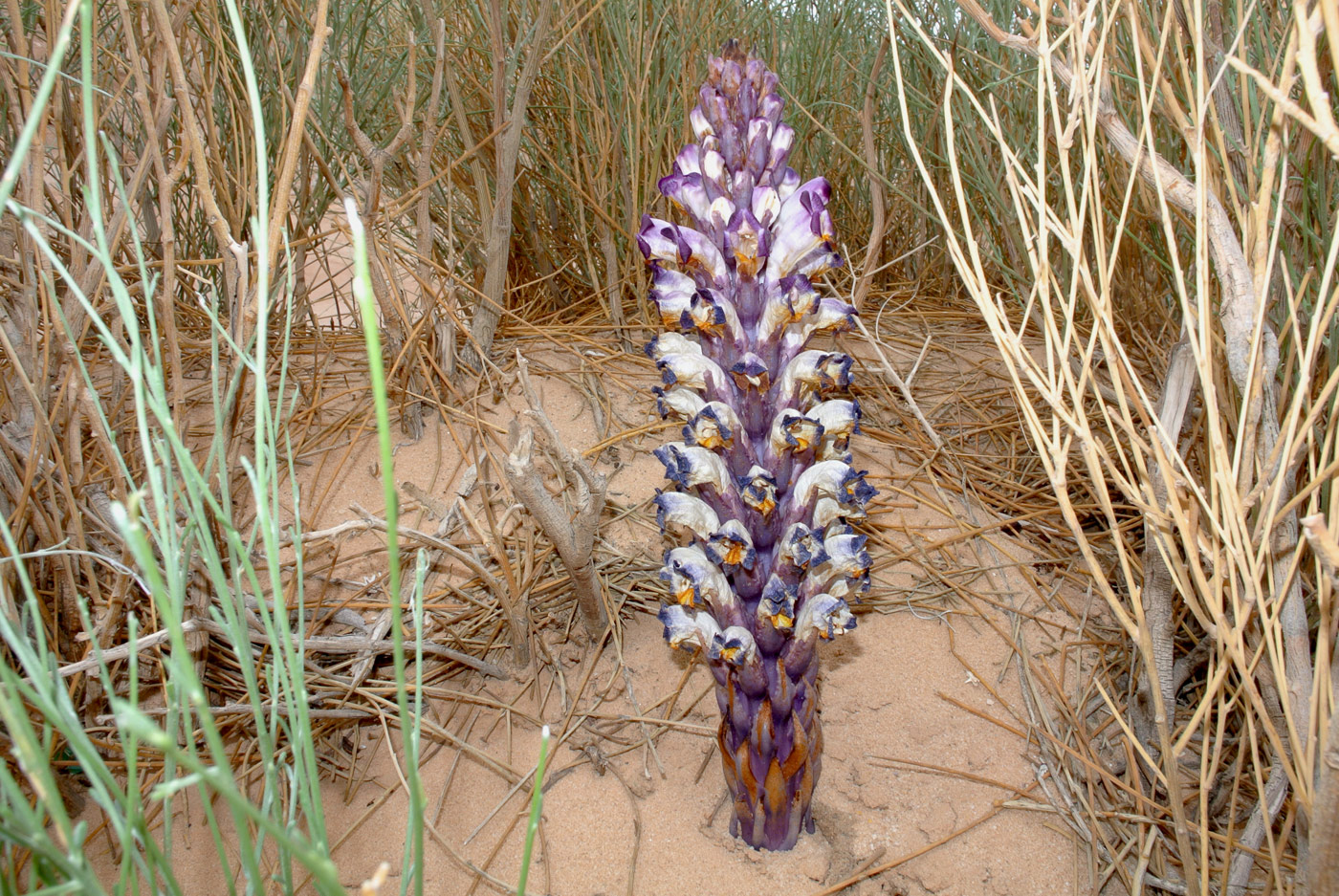 Image of Cistanche salsa specimen.