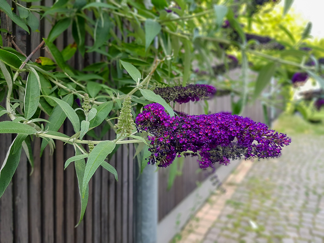 Image of Buddleja davidii specimen.