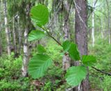 Alnus glutinosa