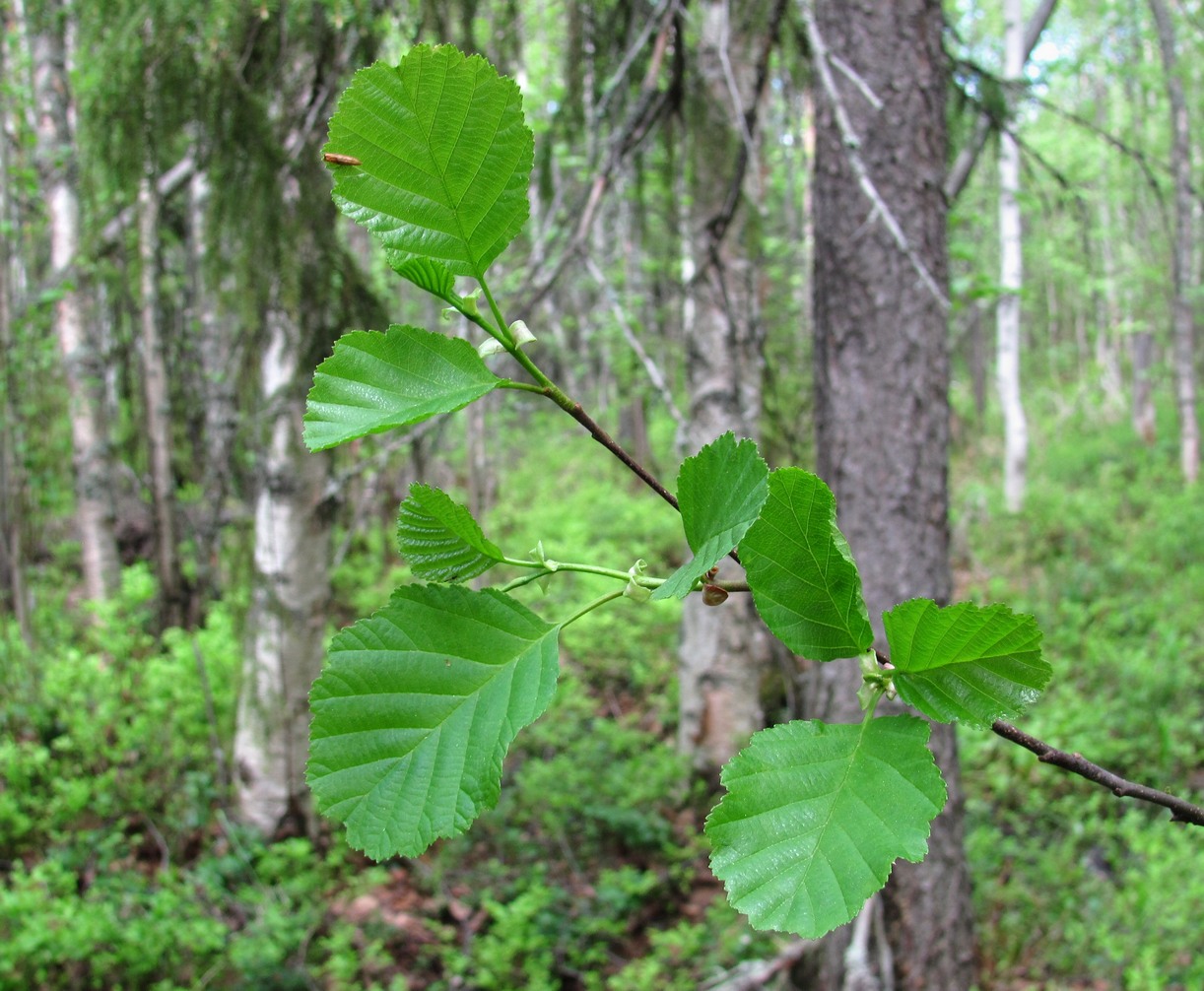 Изображение особи Alnus glutinosa.