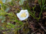 Rubus chamaemorus