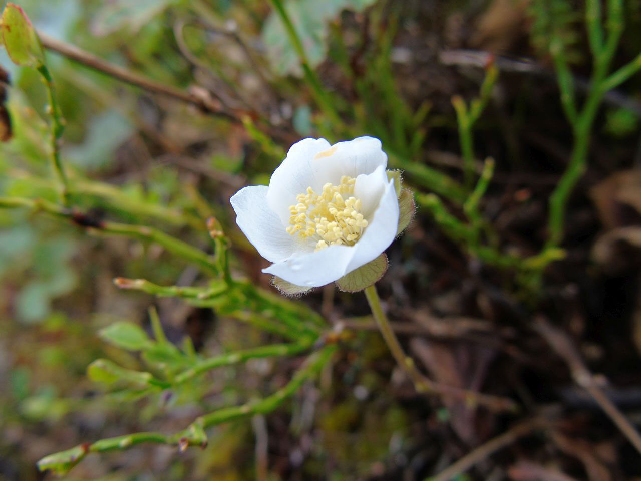 Изображение особи Rubus chamaemorus.