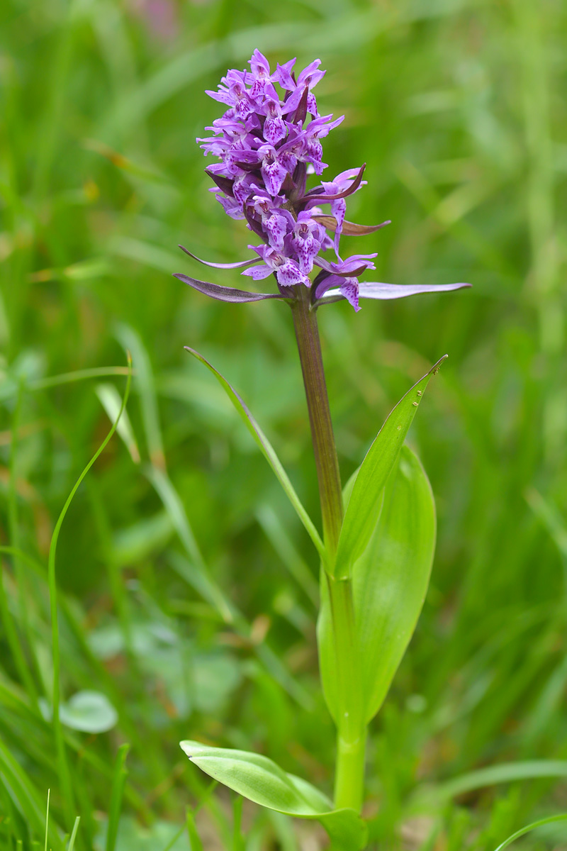 Изображение особи Dactylorhiza euxina.