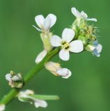 Image of taxon representative. Author is Тулкин Тиллаев