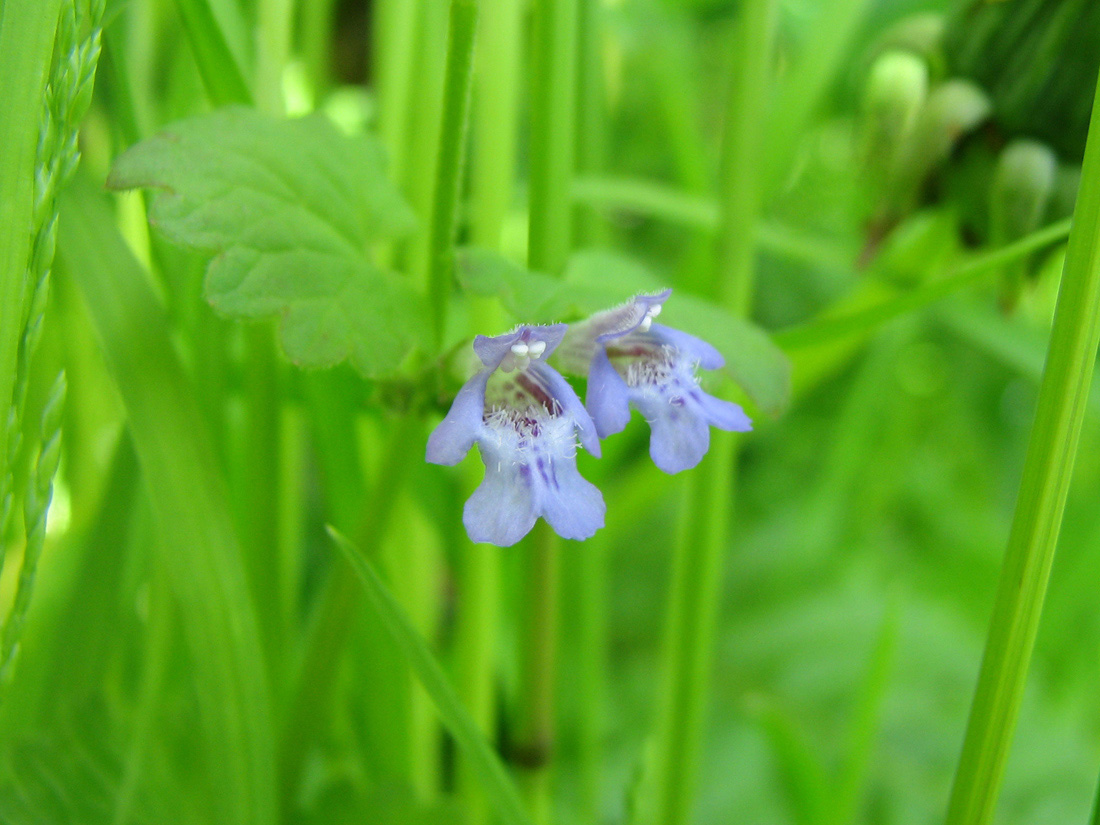 Изображение особи Glechoma hederacea.