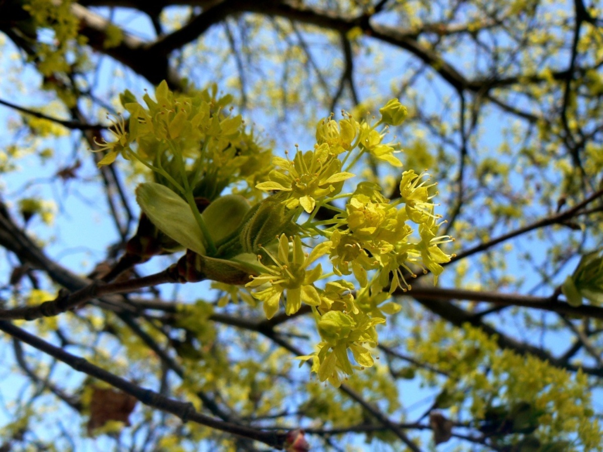 Image of Acer platanoides specimen.