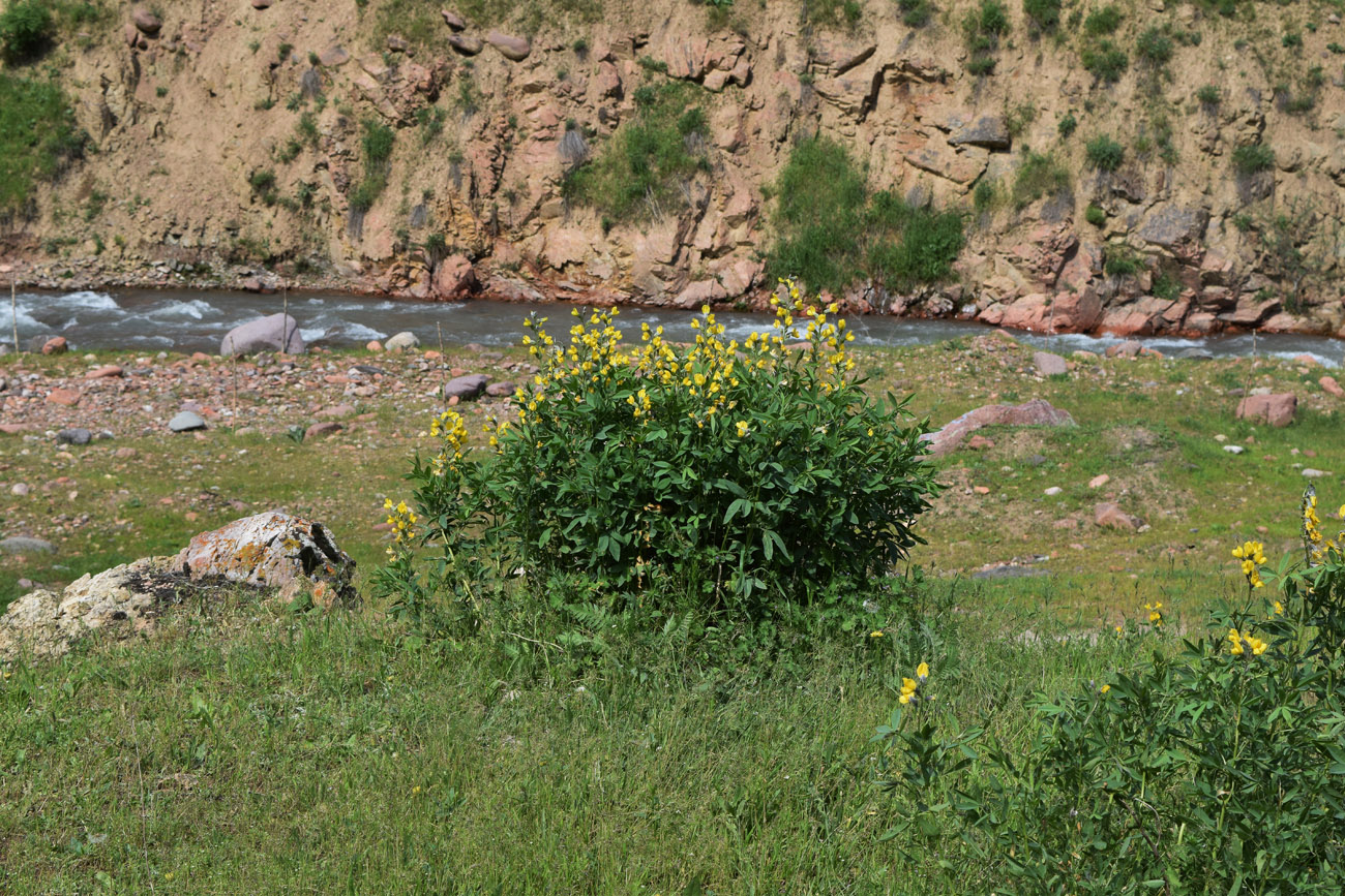 Image of Thermopsis alterniflora specimen.