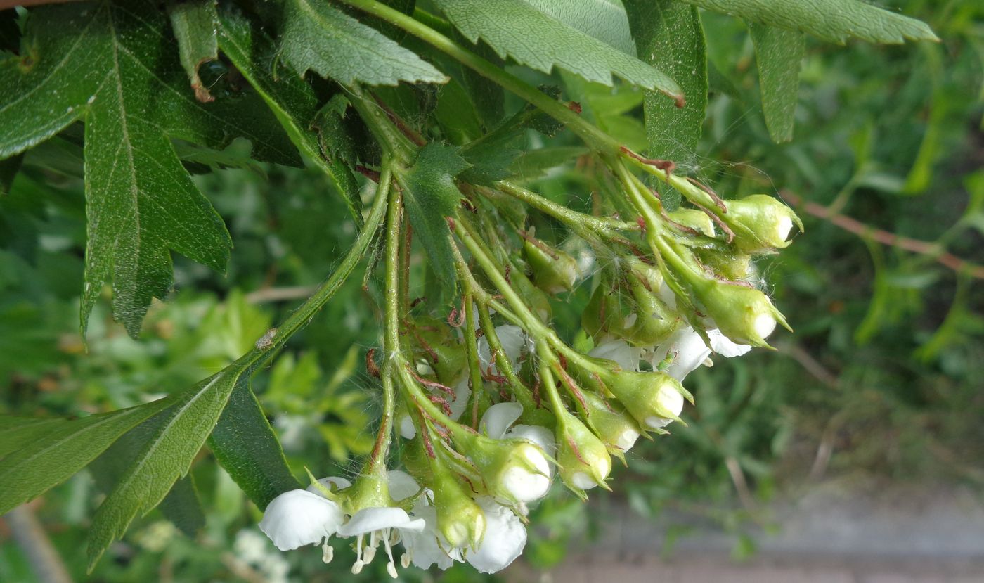 Изображение особи род Crataegus.