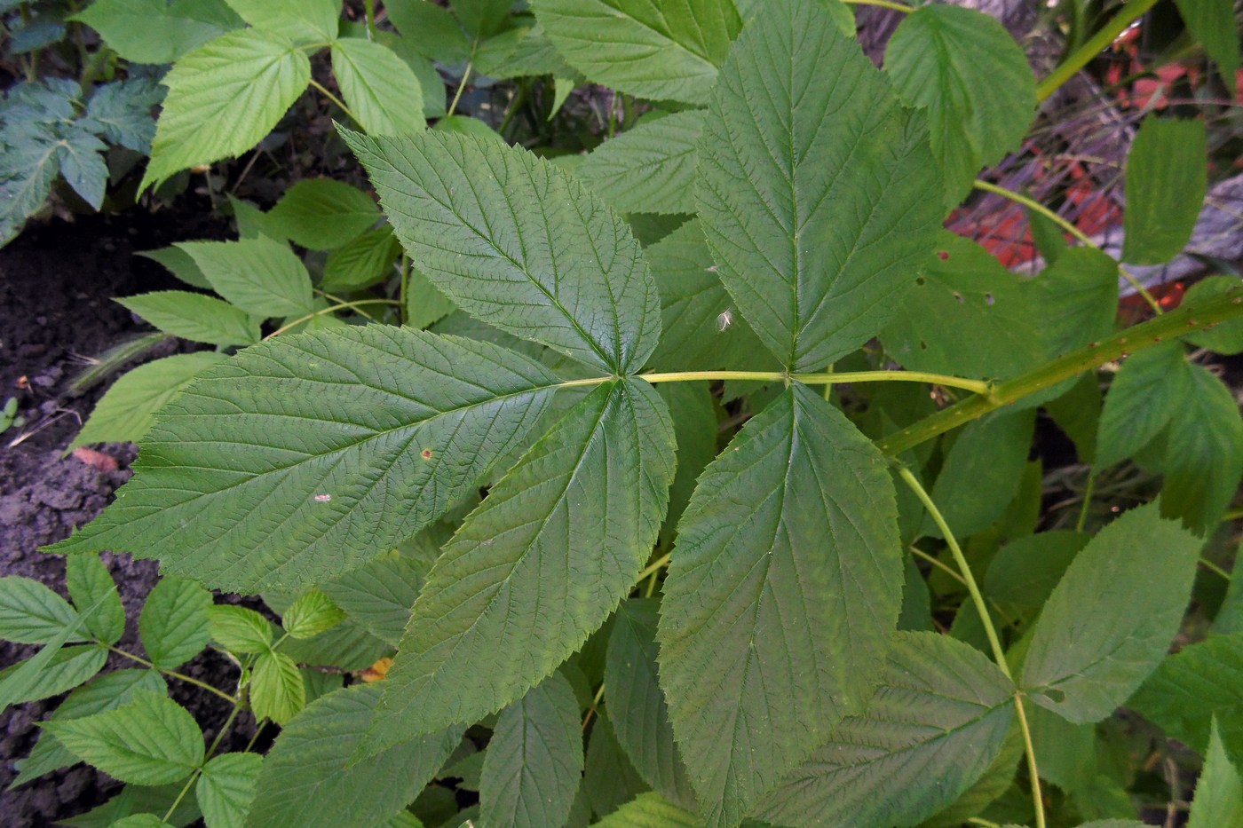 Изображение особи Rubus idaeus.