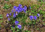 Viola altaica