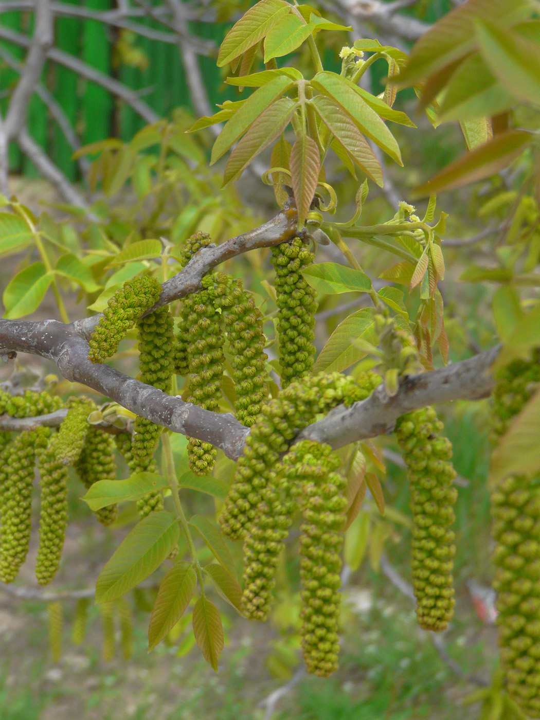 Image of Juglans regia specimen.