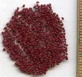 Image of taxon representative. Author is Николай Дегтярёв