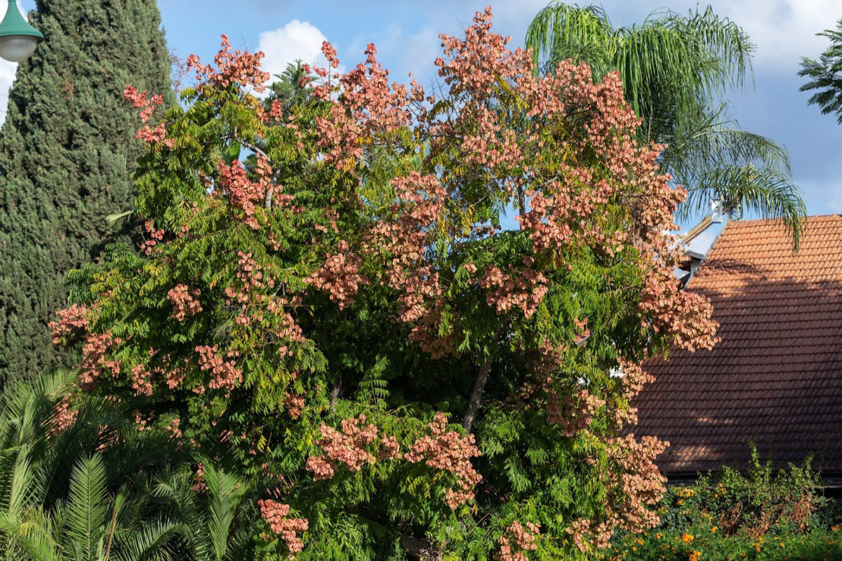 Изображение особи Koelreuteria bipinnata.