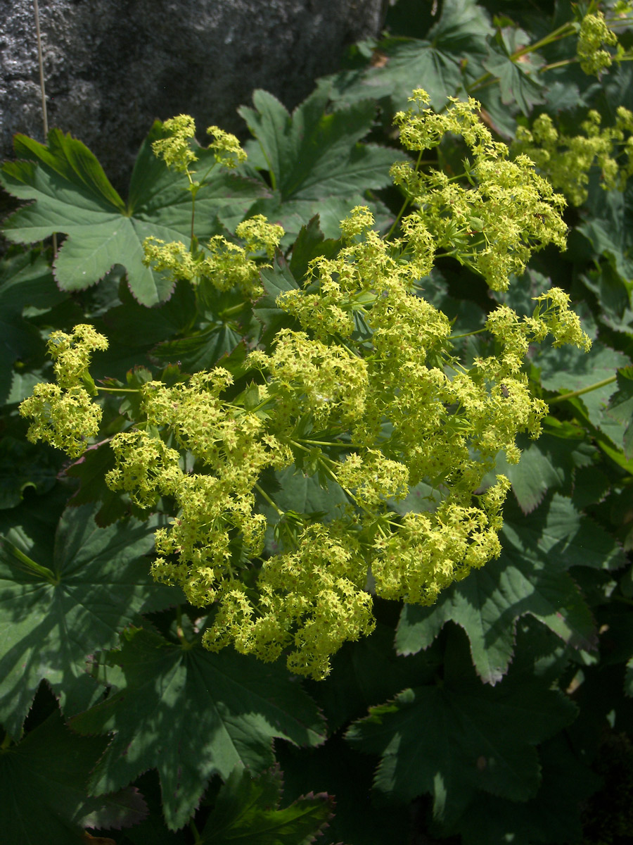 Изображение особи Alchemilla urceolata.