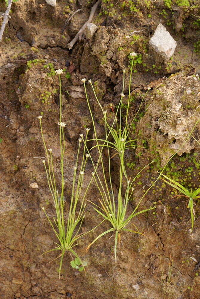 Image of Eriocaulon decemflorum specimen.