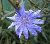 Cichorium intybus