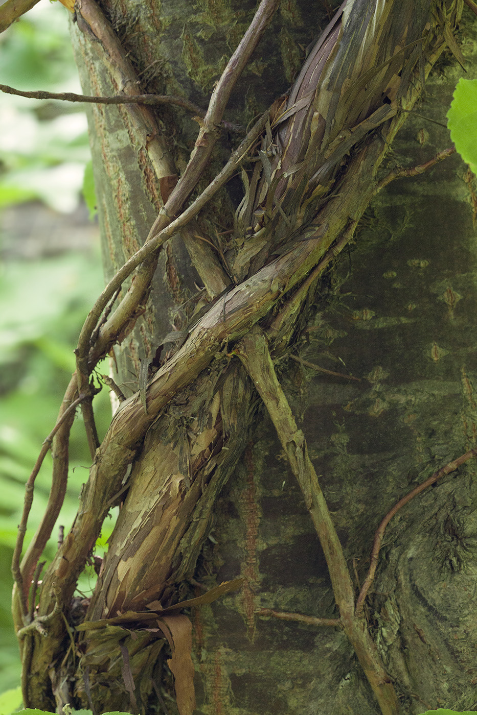 Image of Hydrangea petiolaris specimen.