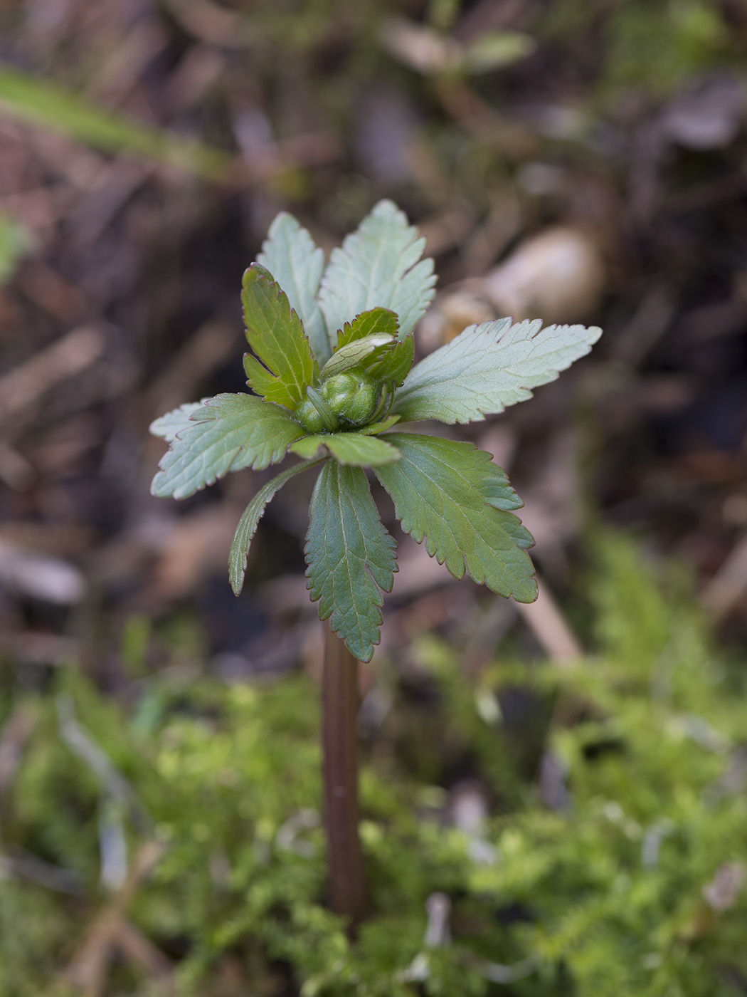 Image of genus Ranunculus specimen.