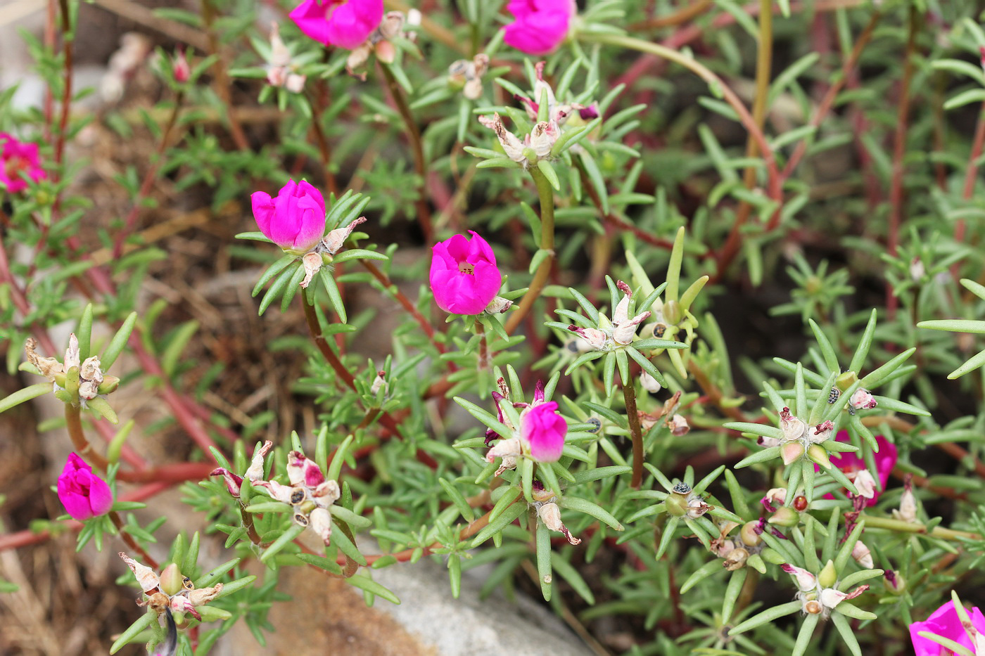 Image of Portulaca grandiflora specimen.