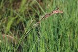 Carex omskiana