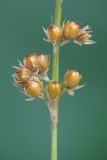 Juncus filiformis