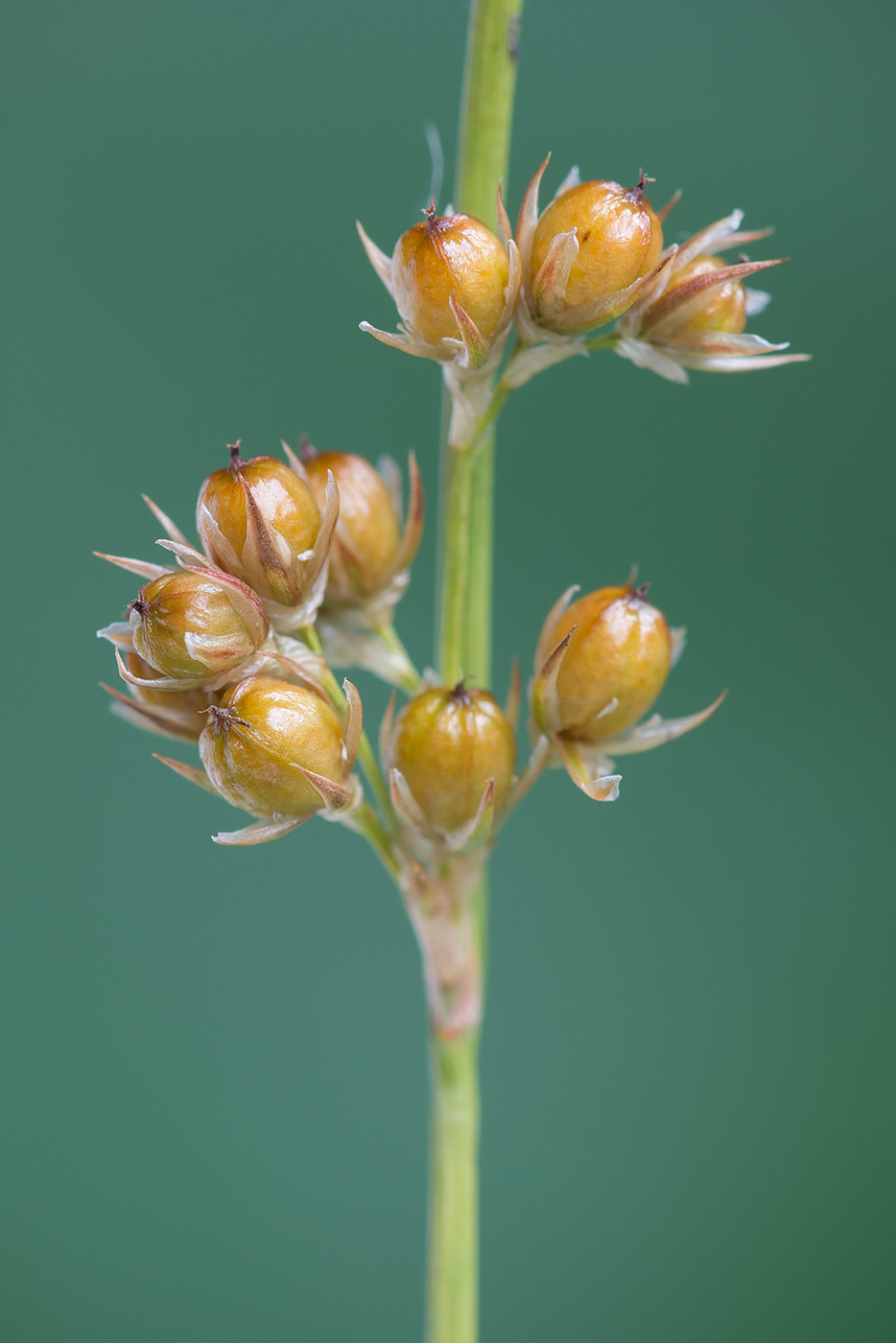 Изображение особи Juncus filiformis.