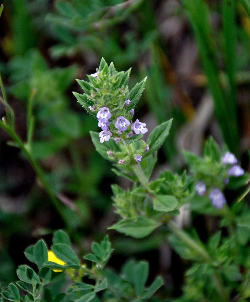 Изображение особи Ziziphora acinos.