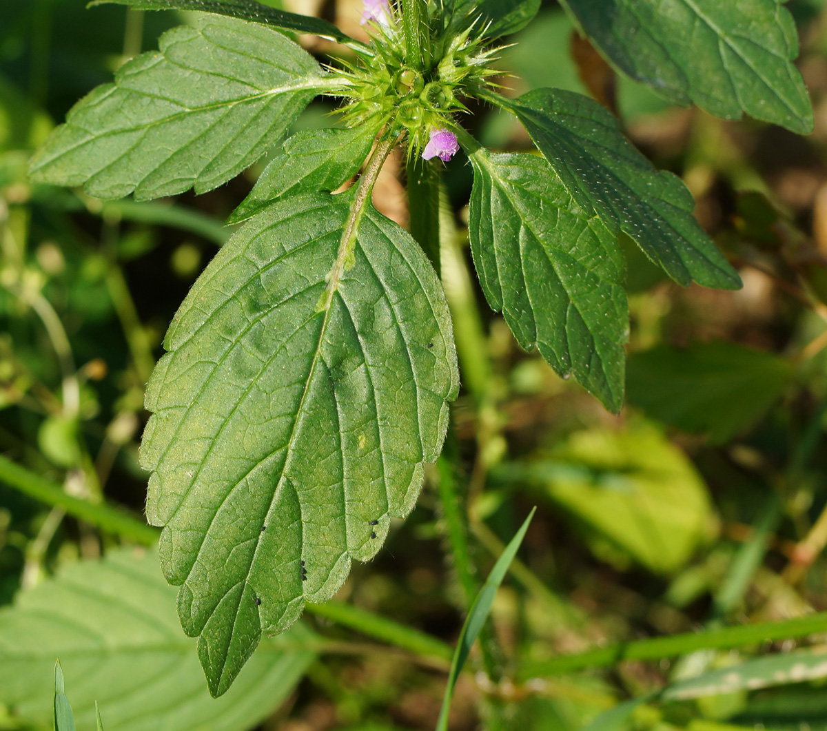 Изображение особи Galeopsis bifida.