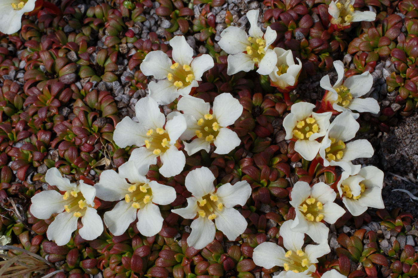 Изображение особи Diapensia obovata.