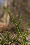 Lycopodium clavatum