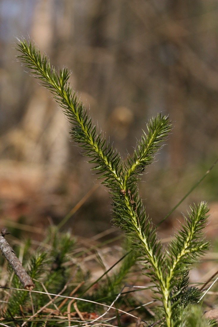 Изображение особи Lycopodium clavatum.