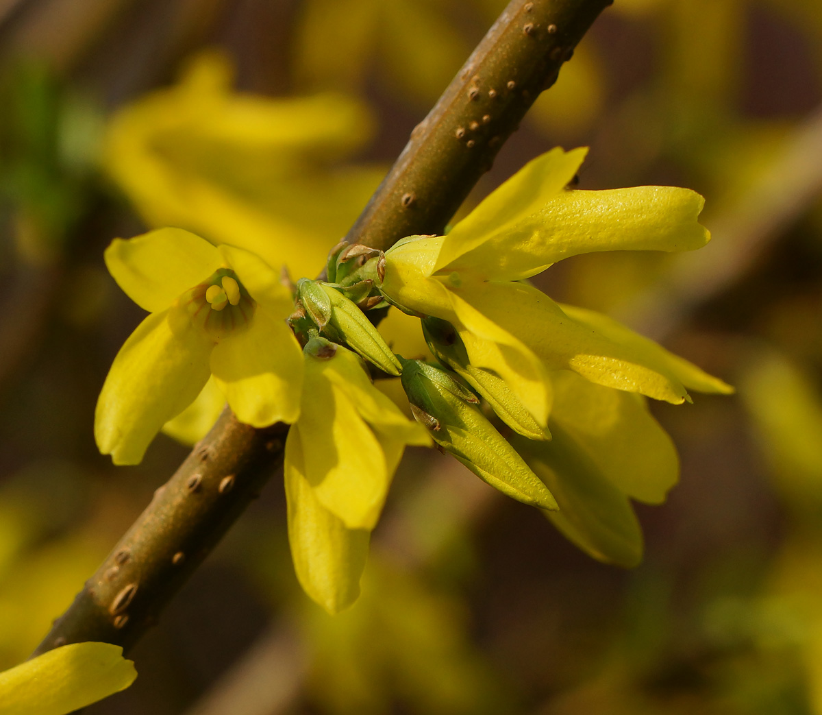 Изображение особи род Forsythia.