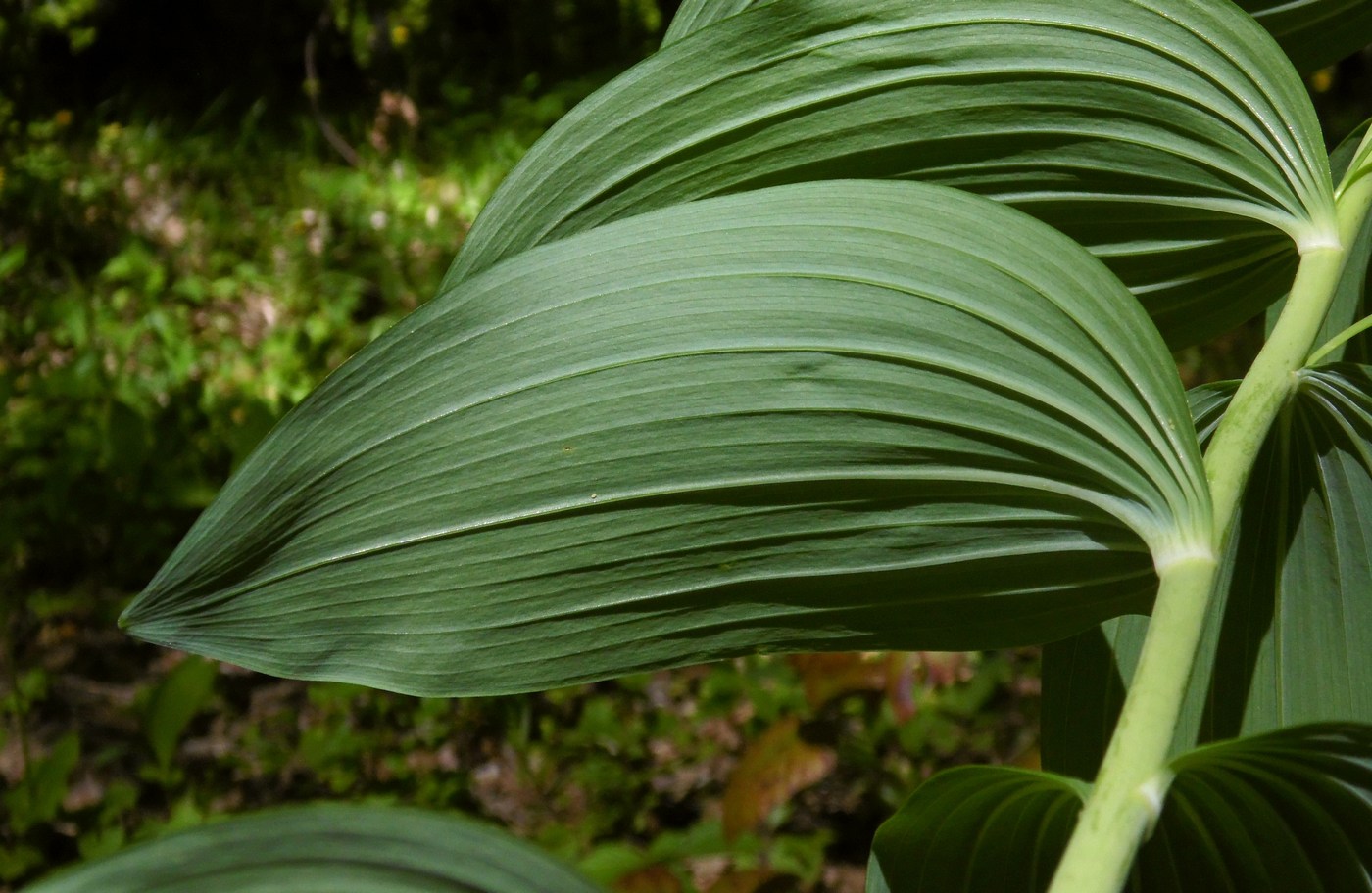 Image of Polygonatum multiflorum specimen.