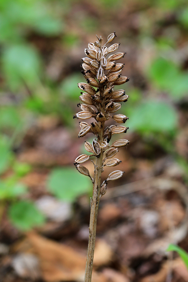 Image of Neottia papilligera specimen.