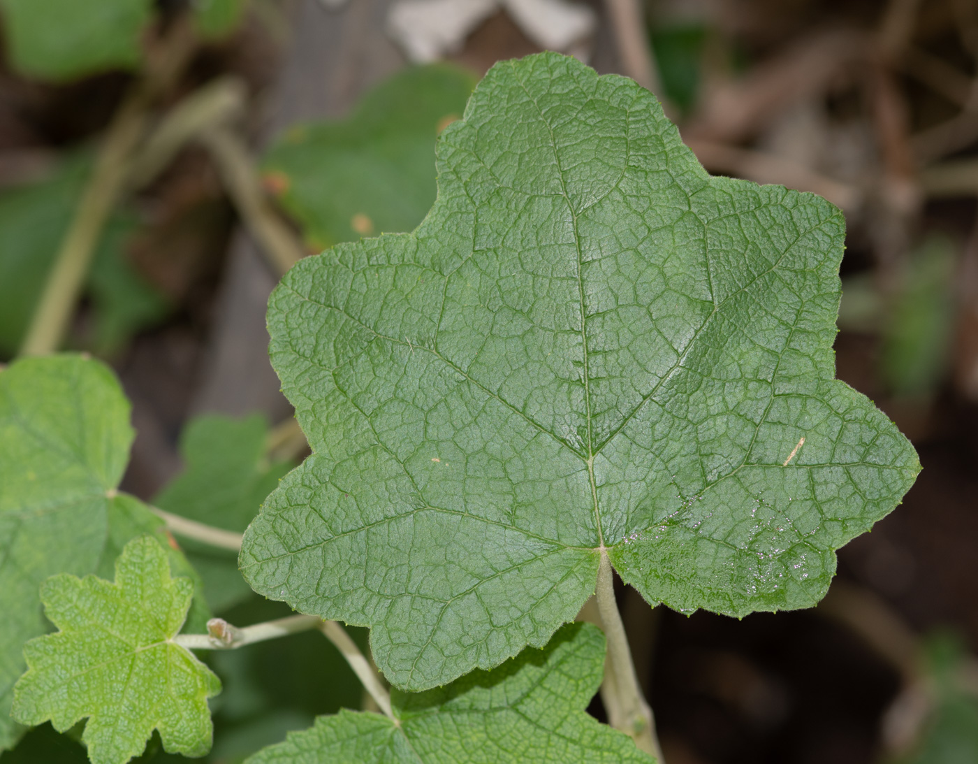 Изображение особи Jungia paniculata.