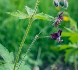 Geranium phaeum