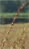 Agrimonia eupatoria. Соплодие. Тверская область, Ржевский р-н, р. Волга, окр. переката Рождественский. 4 августа 2010 г.